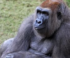 Free Gorilla Royalty Free Stock Images - 28245129