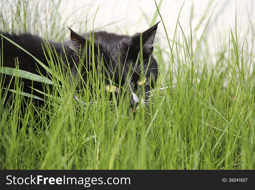 My cat - Ruby in the walk. My cat - Ruby in the walk.