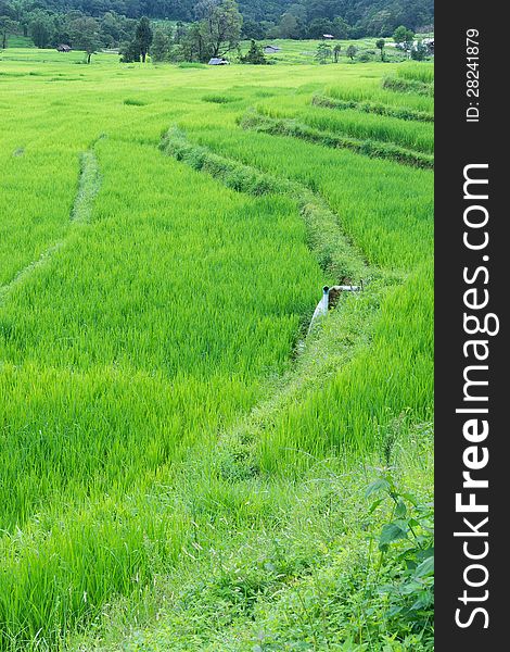 Terraced rice field, Northern of Thailand