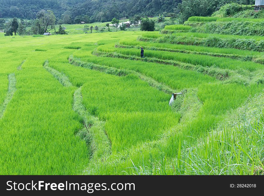 Green Rice Field Of Thailand