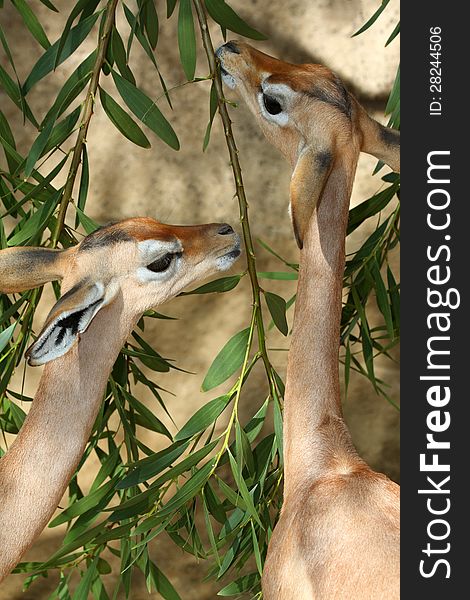 Two Young Gerenuks Eating Eucalyptus Leaves