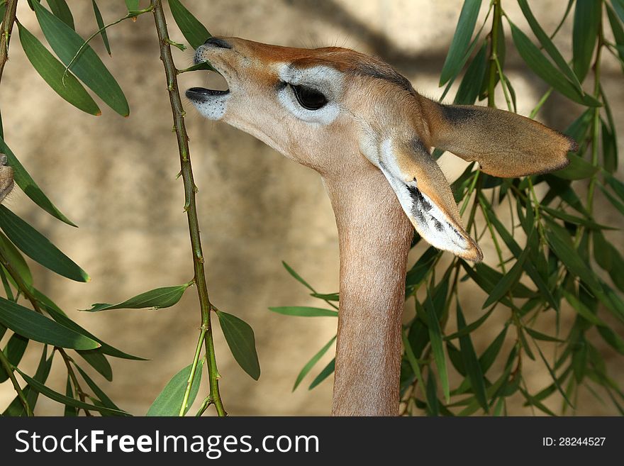 Young Gerenuk Eating Eucalyptus Leaves