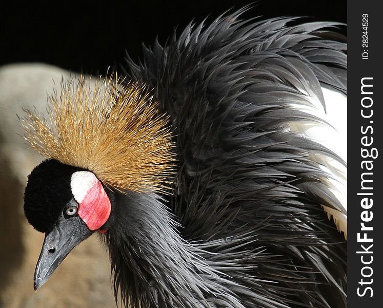 Close Up Detail Of African Crane With Ruffled Feathers. Close Up Detail Of African Crane With Ruffled Feathers