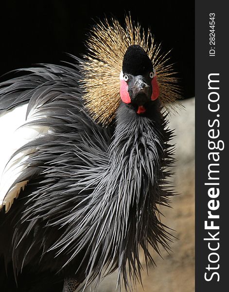 Close Up Detail Of African Crane With Ruffled Feathers. Close Up Detail Of African Crane With Ruffled Feathers