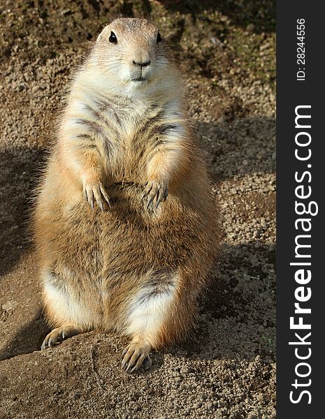 Cute Little African Rodent Sitting Face Front. Cute Little African Rodent Sitting Face Front