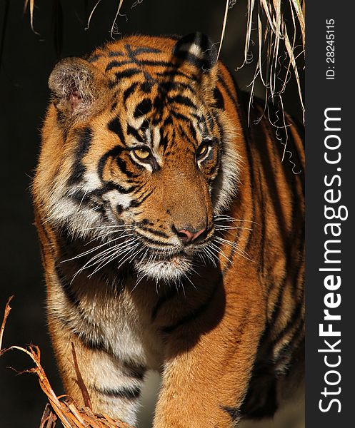 Close Up Portrait Of Standing Tiger Looking Right