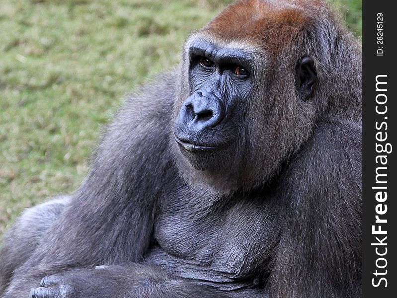 Relaxed Female Lowland Ape Looking Left. Relaxed Female Lowland Ape Looking Left