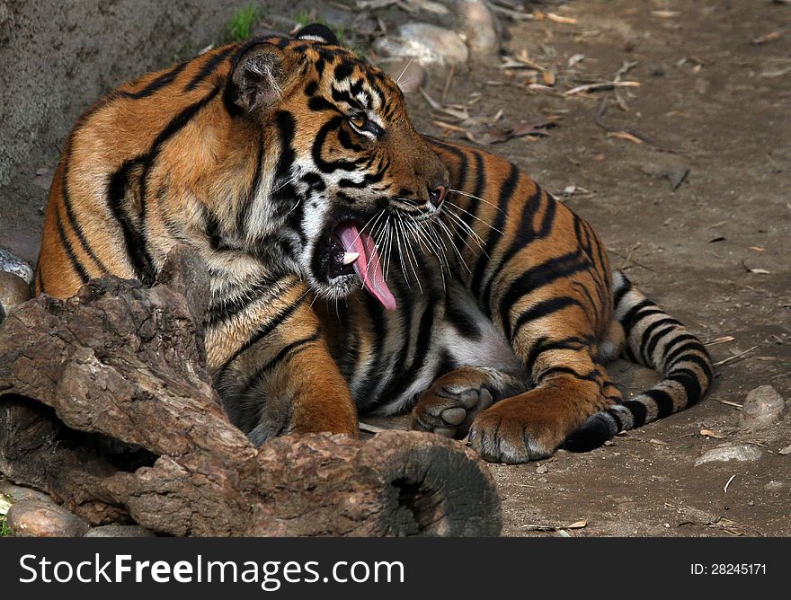 Close Up Portrait Of Young Tiger With Open Mouth