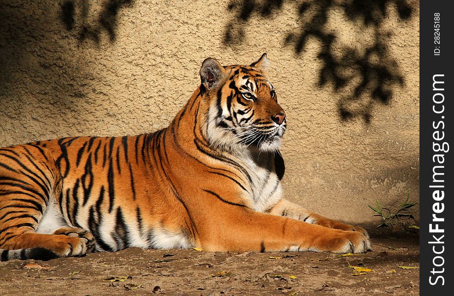 Adult Sumatran Tiger Sitting In Sunshine