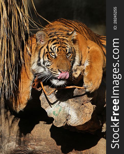 Adult Sumatran Tiger Sitting On Log In Sunshine With Tongue Licking