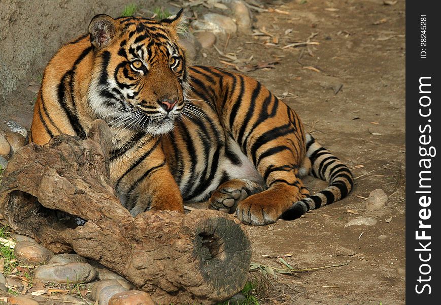 Juvenile Sumatran Tiger with Curious Attentive Expression