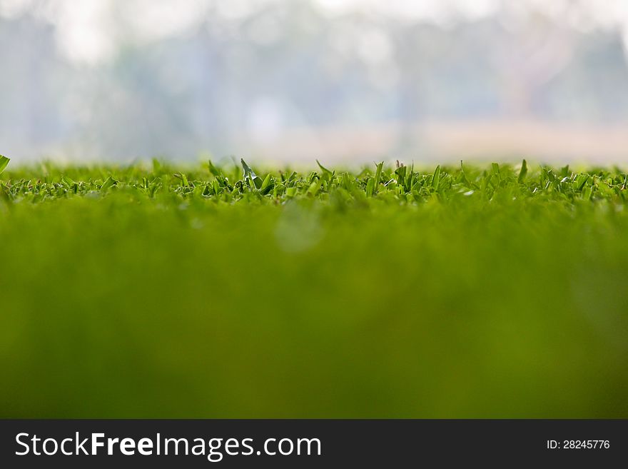 Soft green and blue background of grass