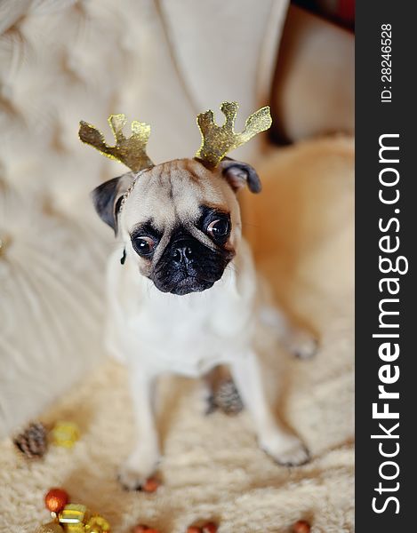 Christmas party - pug with deer antlers on a background of Christmas decorations. Christmas party - pug with deer antlers on a background of Christmas decorations