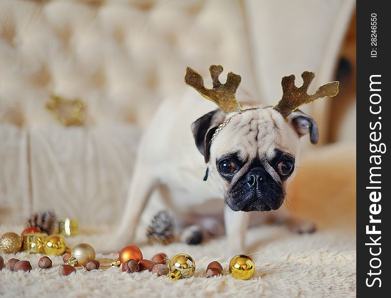 Christmas party - pug with deer antlers on a background of Christmas decorations. Christmas party - pug with deer antlers on a background of Christmas decorations