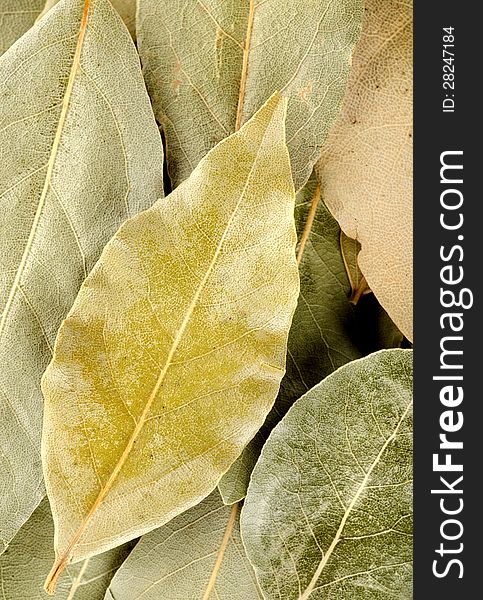 Arrangement of bay leaves in various shades of green. Arrangement of bay leaves in various shades of green