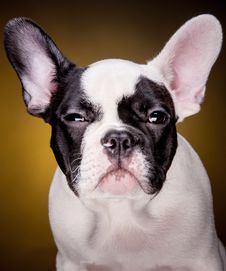 French Bulldog Puppy Stock Images
