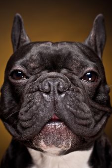 French Bulldog Puppy Royalty Free Stock Photography