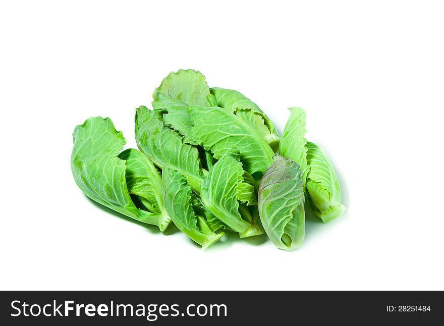 Green shoots of cabbage