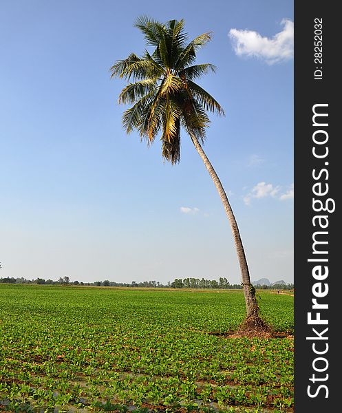 Soyabean field with coconut tree taken in Thailand