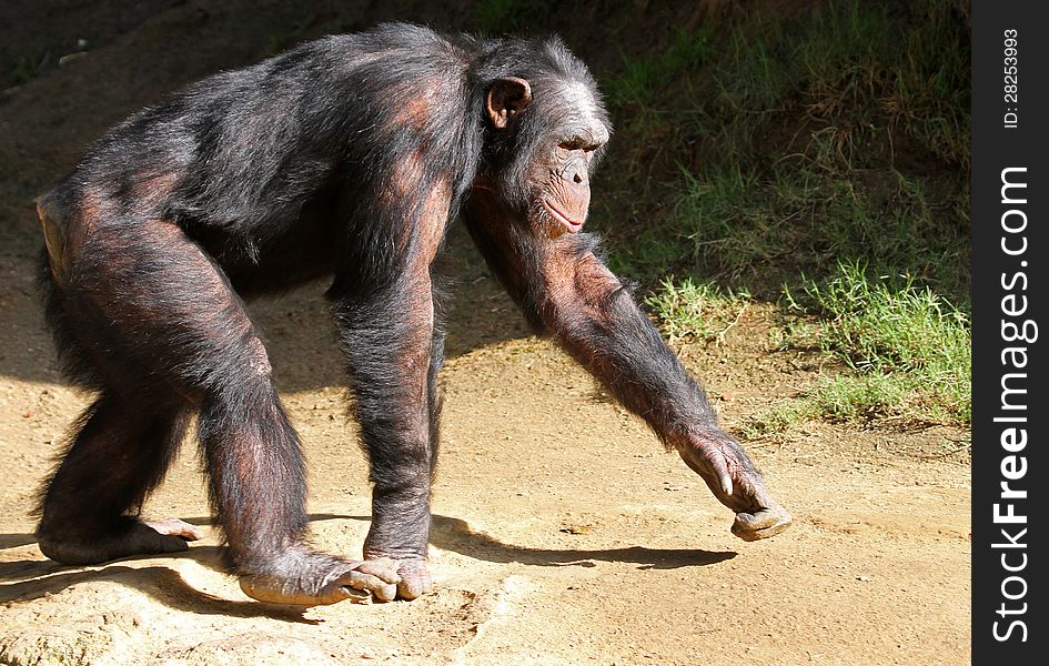 Older Chimp Walking In Sunshine On All Fours. Older Chimp Walking In Sunshine On All Fours