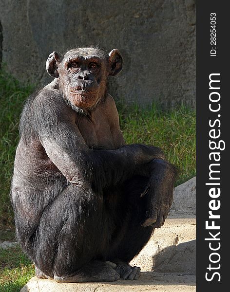 Older Chimp With Big Ears Sitting In Sunshine With Arms Folded. Older Chimp With Big Ears Sitting In Sunshine With Arms Folded