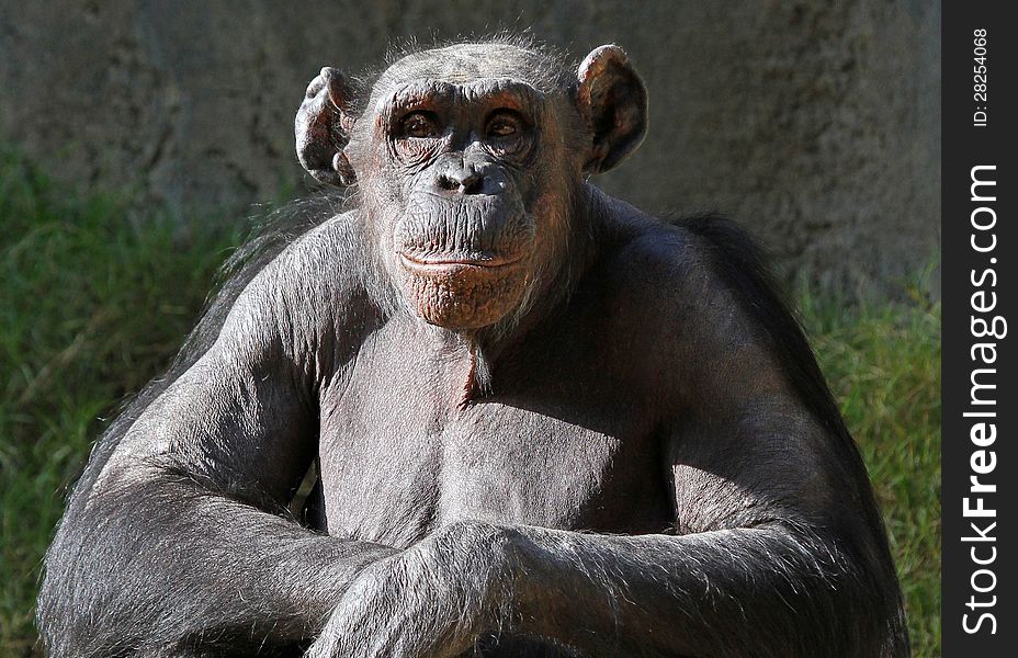 Older Chimp With Big Ears Sitting In Sunshine With Arms Folded. Older Chimp With Big Ears Sitting In Sunshine With Arms Folded