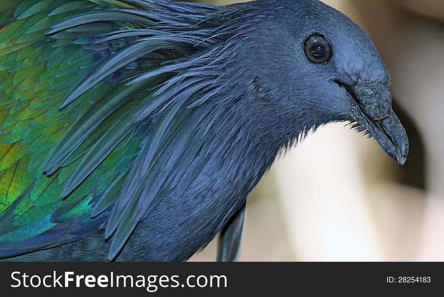 Nicobar Pigeon Close Up Profile Detail