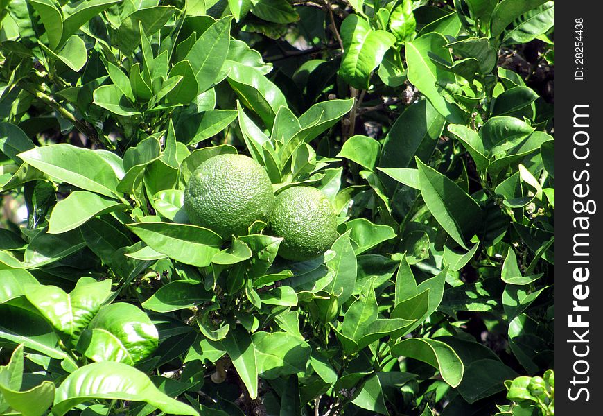 Green mandarines in green leaves