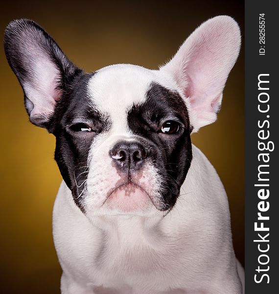 Funny portrait of french bulldog puppy on dark yellow background