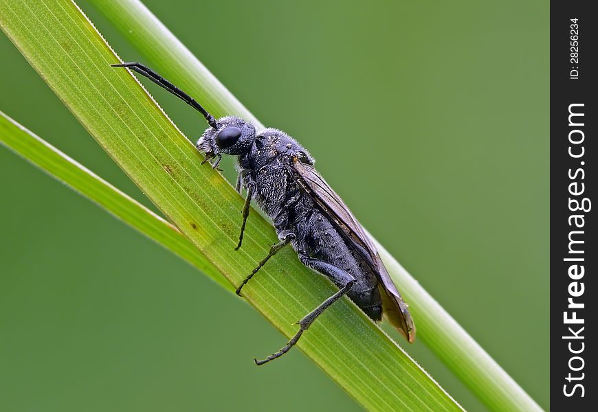 Black Sawfly on a green bent stem.