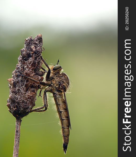 Robber fly sitting on a bent in the middle of the field.