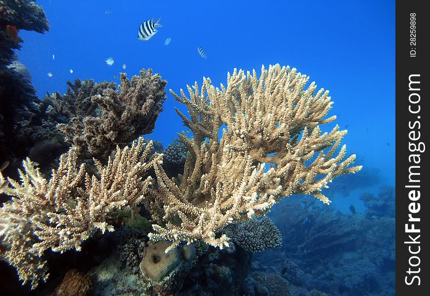 A beautiful pink coral at underwater scenery