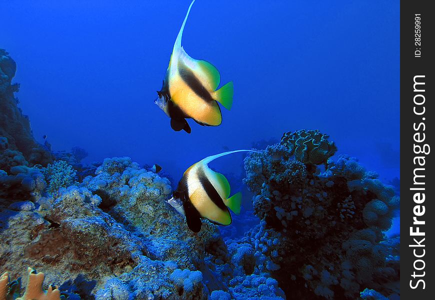 Underwater life, Red sea and two bannerfish from Nemo cartoon movie in blue background of deep water. Underwater life, Red sea and two bannerfish from Nemo cartoon movie in blue background of deep water