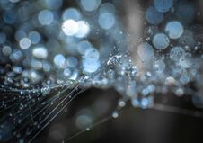 Free Small World Of The Water Network Royalty Free Stock Images - 282539869