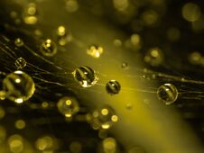 Free Small World Of The Water Network Stock Photography - 282539872