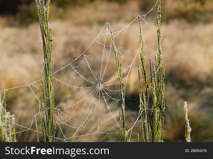 A Rural Spider's Cobweb Between the Stems of a Plant. A Rural Spider's Cobweb Between the Stems of a Plant.