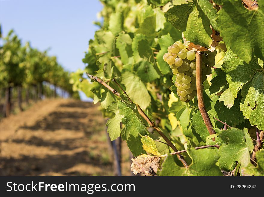 Lush, Ripe Wine Grapes On The Vine