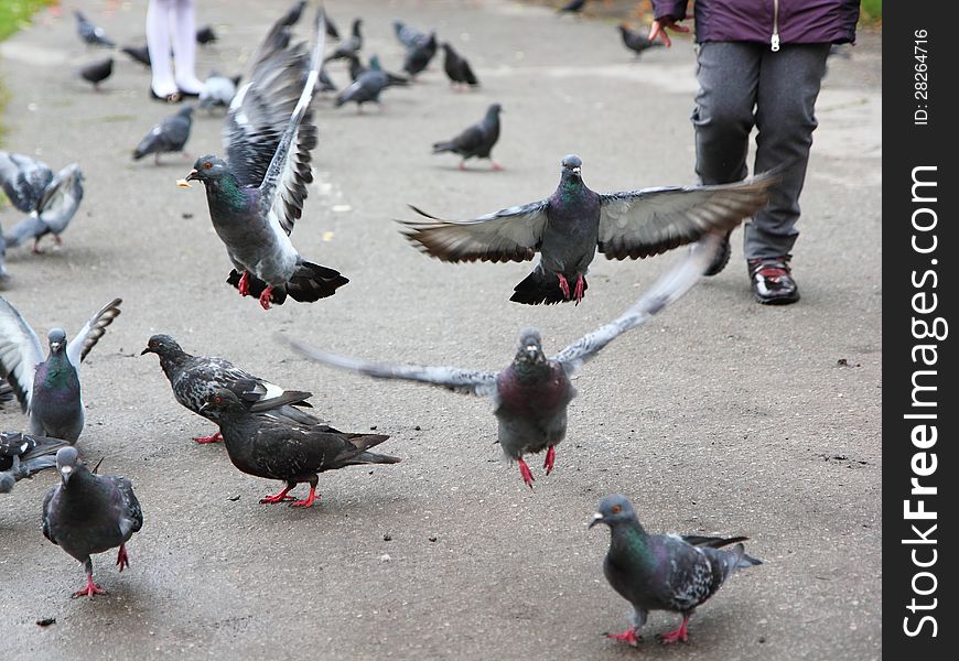 Girl In Pink Dress Feeding Pigeons