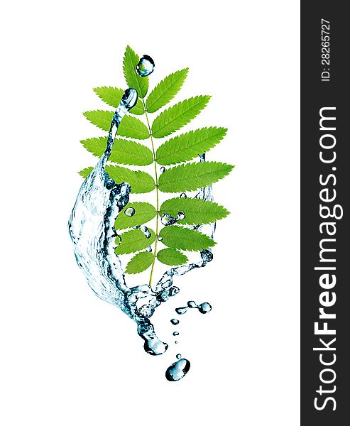 Ecology concept.Abstract composition with green leaves and splashing water. Ecology concept.Abstract composition with green leaves and splashing water