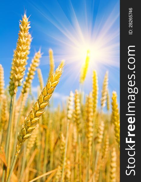 Wheat in the sun. Summer Background. Wheat in the sun. Summer Background.