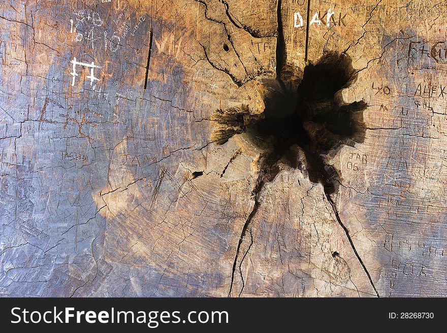 Hole In Sequoia Trunk With Signs