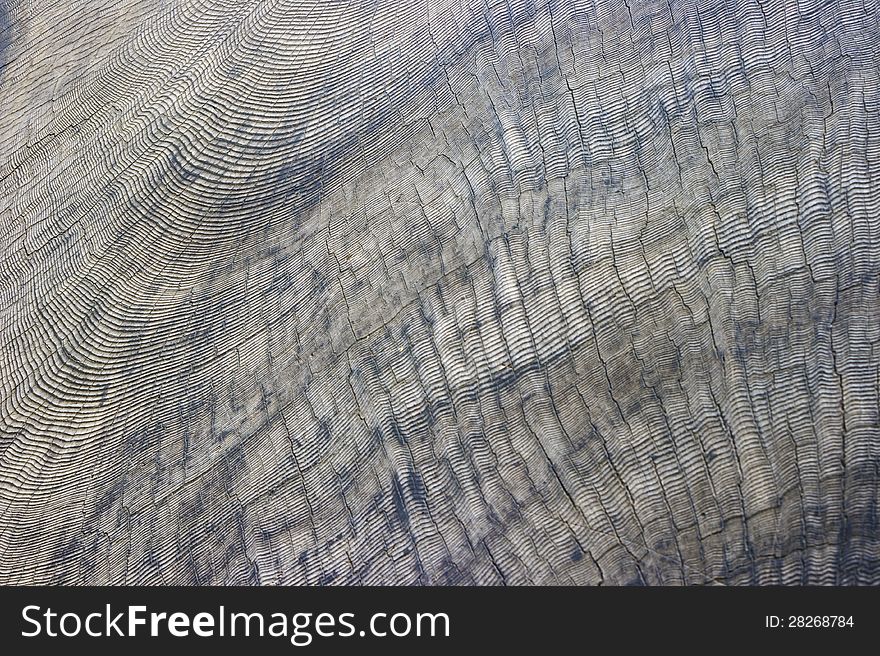 Multitude of Sequoia Tree Rings