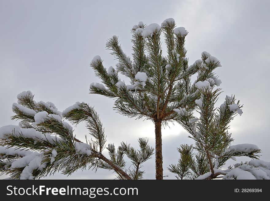 Pine Tree In The Snow