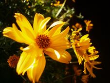 Free Close-up Of A Random Flower Stock Images - 282605644