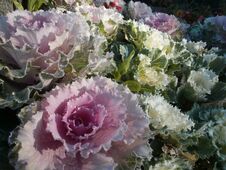 Free Close-up Of Cabbage Looking Flower Stock Photos - 282605663