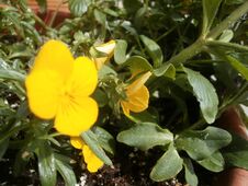 Free Close-up Of A Random Flower Royalty Free Stock Photography - 282605667