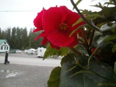 Free Close-up Of A Random Flower Stock Photos - 282605693