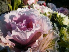 Free Close-up Of Cabbage Looking Flower Royalty Free Stock Image - 282605706