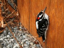 Free Little Woodpecker Perched On The Side Of A House Royalty Free Stock Photos - 282605718