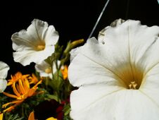 Free Close-up Of Random Flowers Stock Photo - 282605730